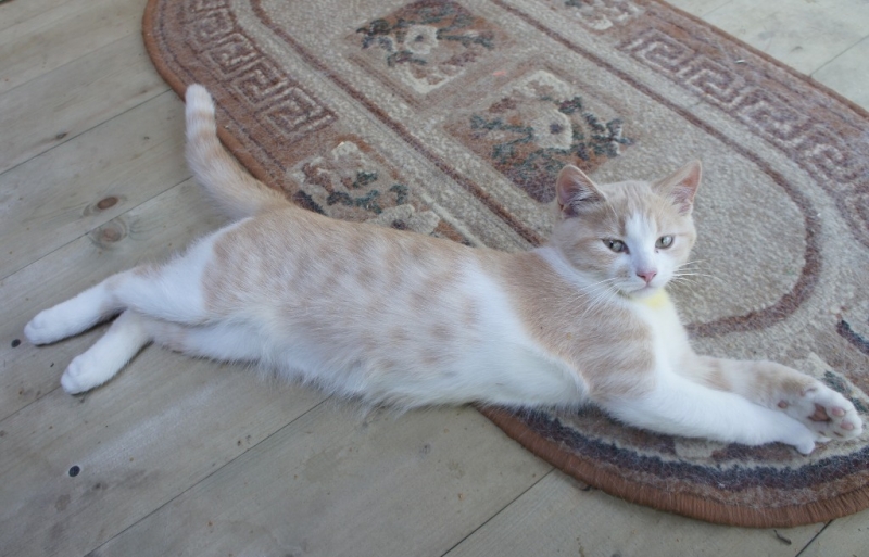 Поговорим о кошках43