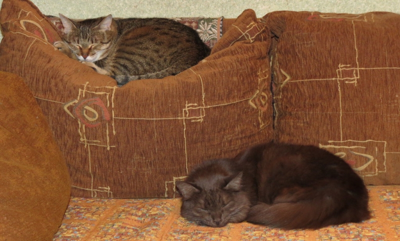 Поговорим о кошках43