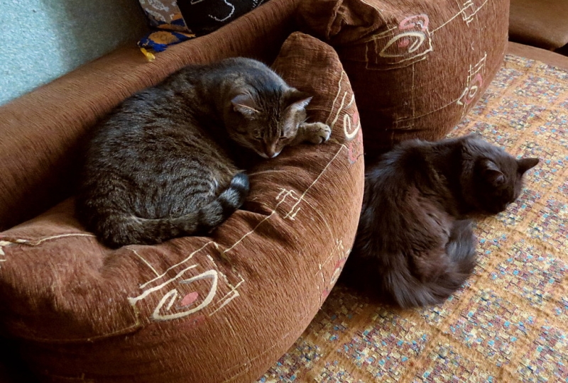 Поговорим о кошках43