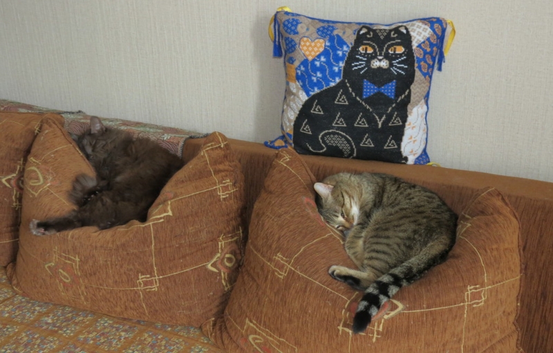 Поговорим о кошках43