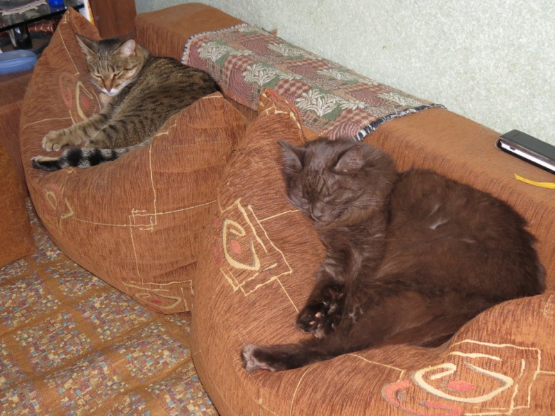 Поговорим о кошках43