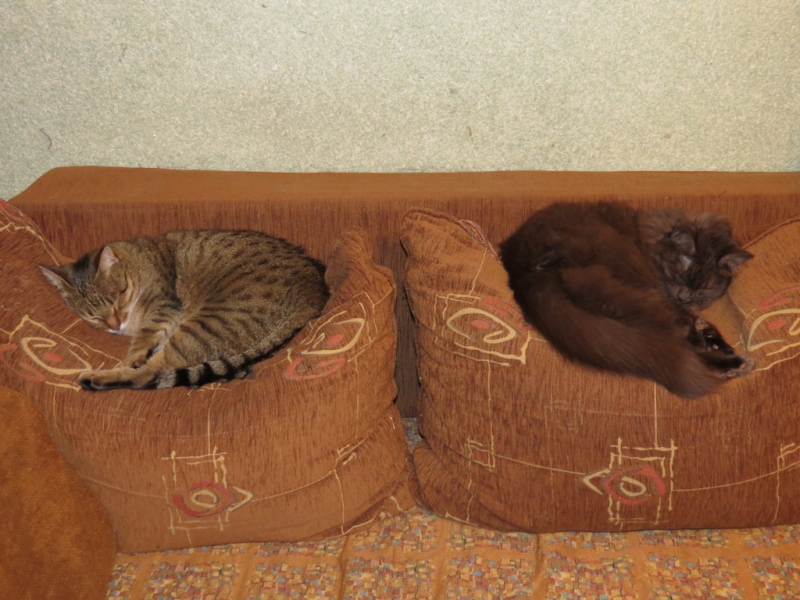 Поговорим о кошках43