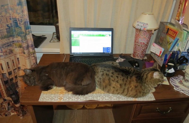 Поговорим о кошках43