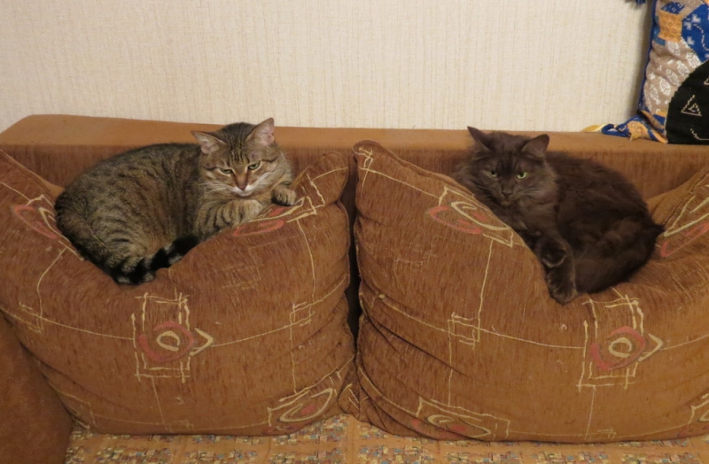 Поговорим о кошках43