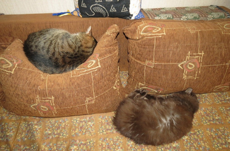 Поговорим о кошках43