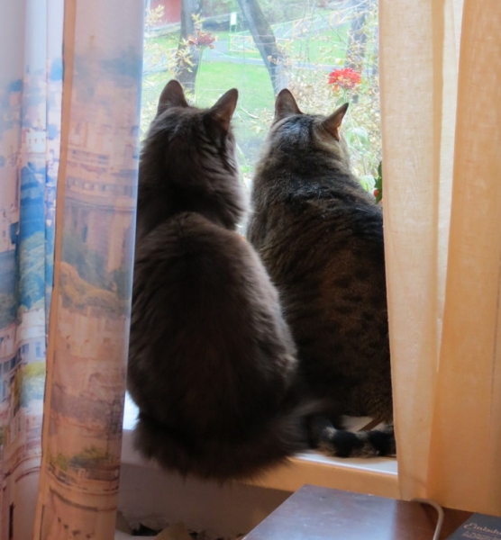 Поговорим о кошках43