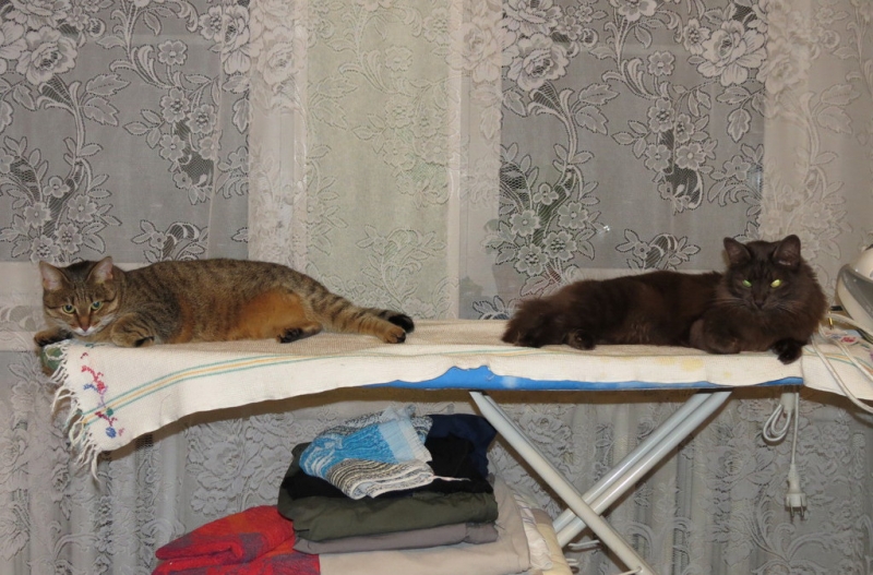 Поговорим о кошках43