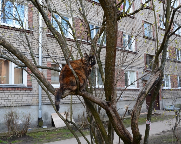 Поговорим о кошках43