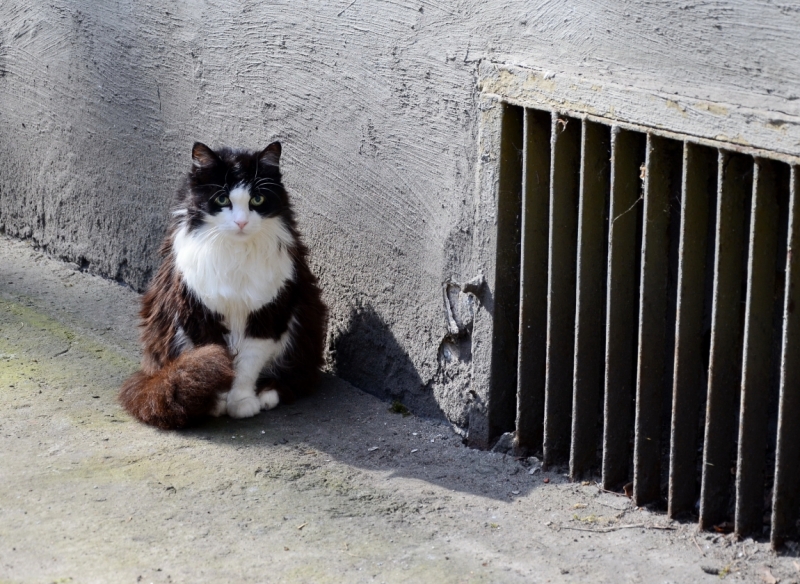 Поговорим о кошках43