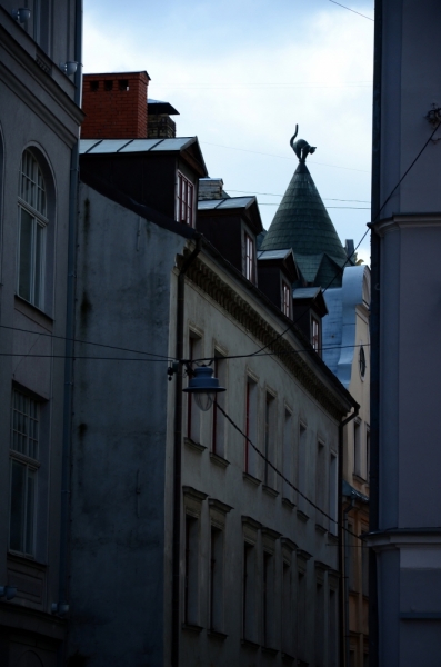 Поговорим о кошках43