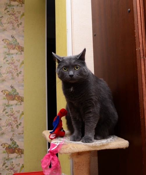 Поговорим о кошках43