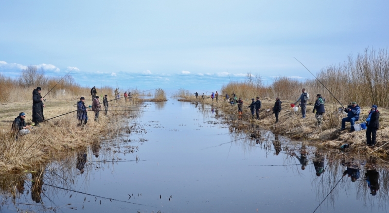 Поговорим о кошках43