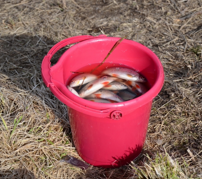 Поговорим о кошках43