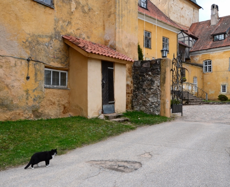 Поговорим о кошках43