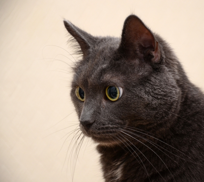 Поговорим о кошках43