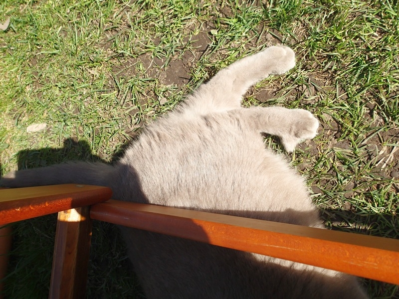 Поговорим о кошках43