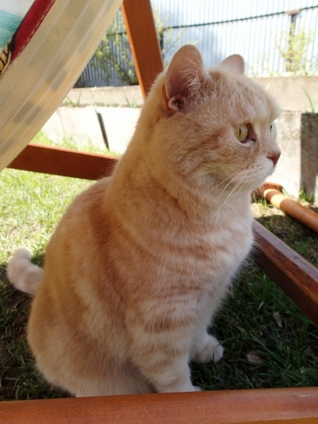 Поговорим о кошках43