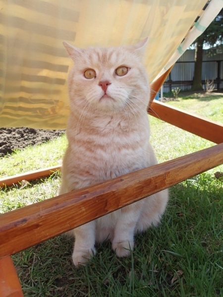 Поговорим о кошках43