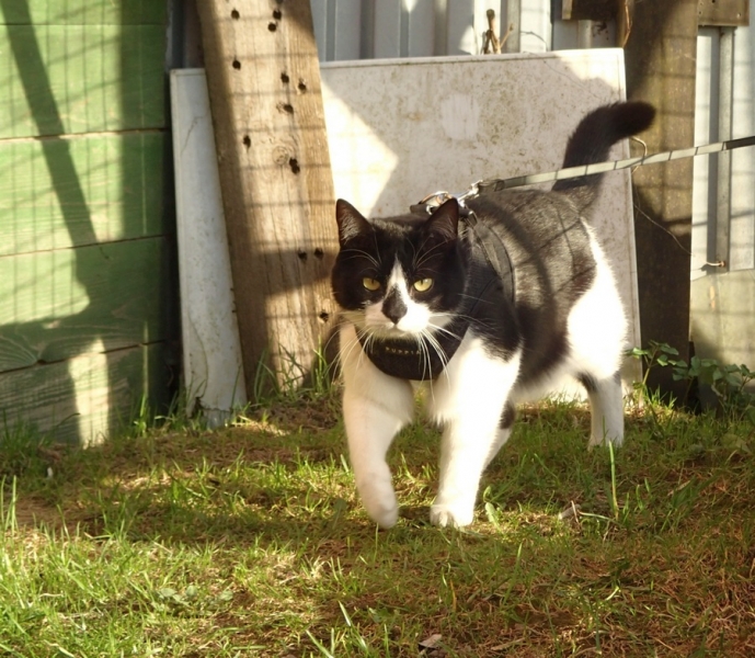 Поговорим о кошках43