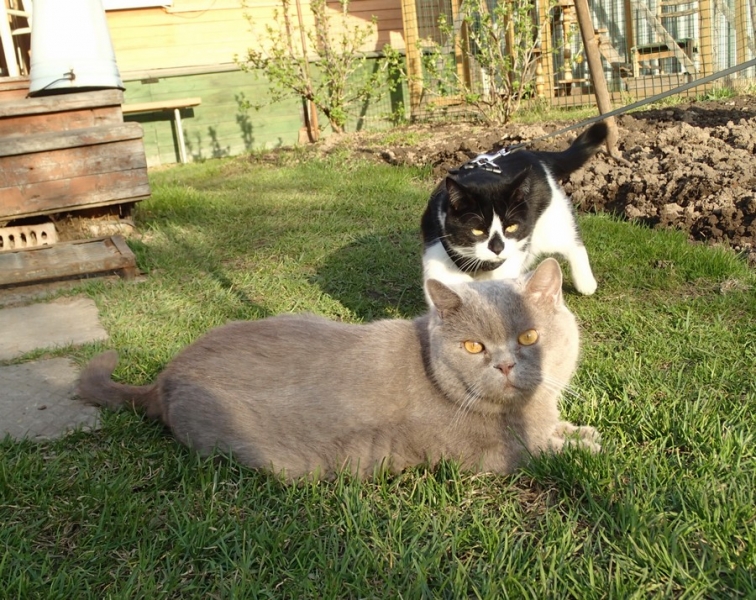 Поговорим о кошках43