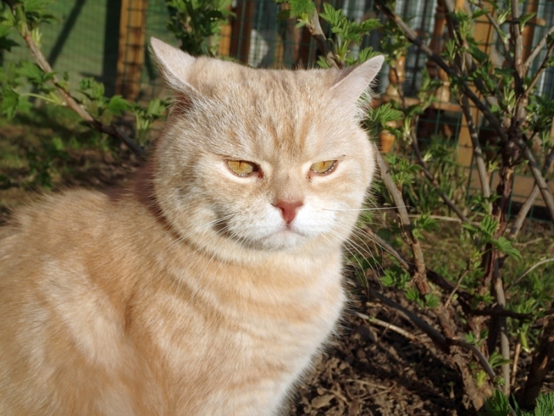 Поговорим о кошках43