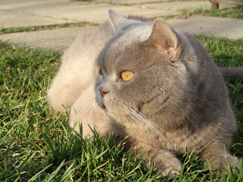 Поговорим о кошках43