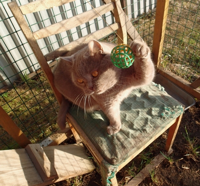 Поговорим о кошках43