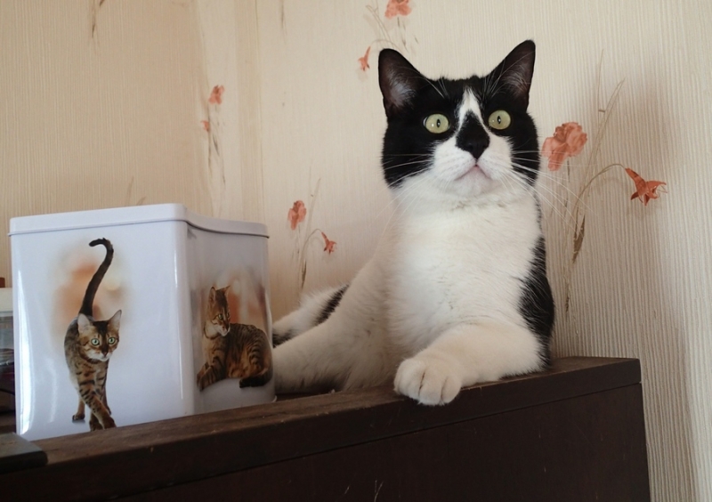 Поговорим о кошках43