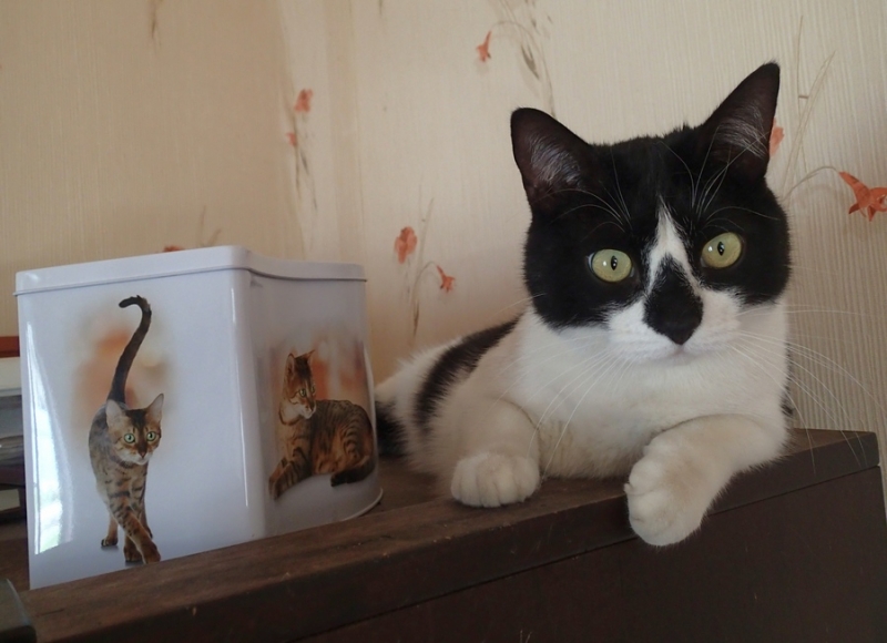 Поговорим о кошках43