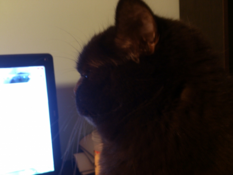 Поговорим о кошках43