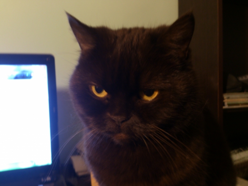 Поговорим о кошках43