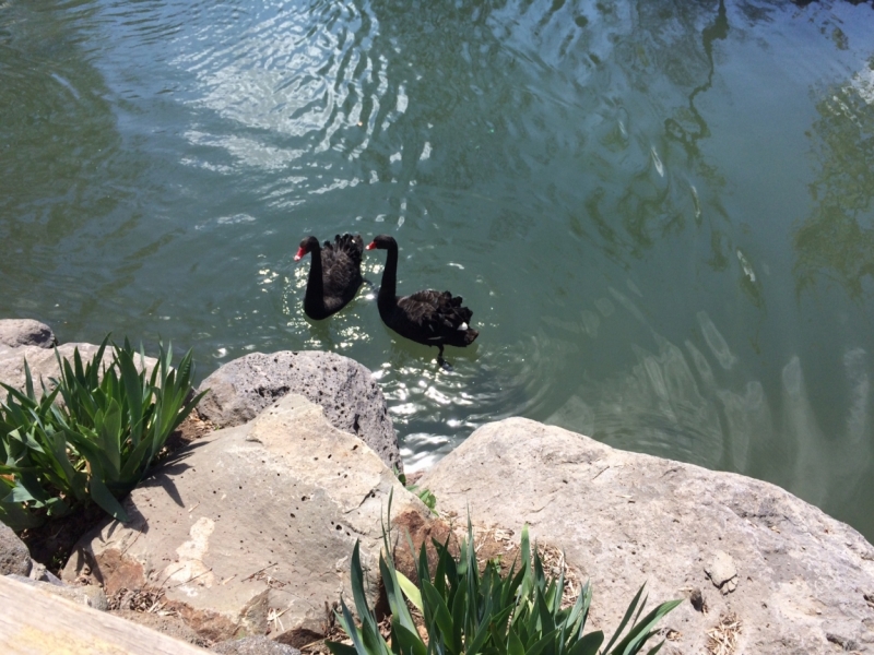 Армения из Омска, апрель 2017