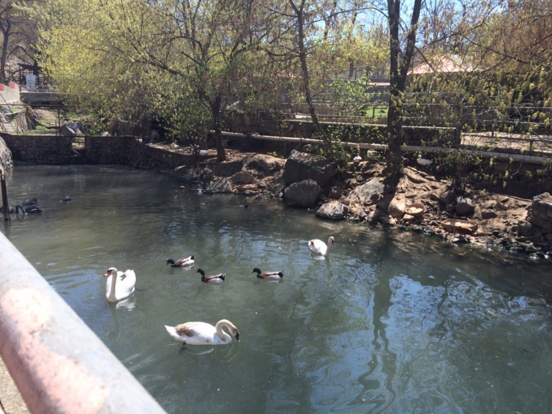 Армения из Омска, апрель 2017