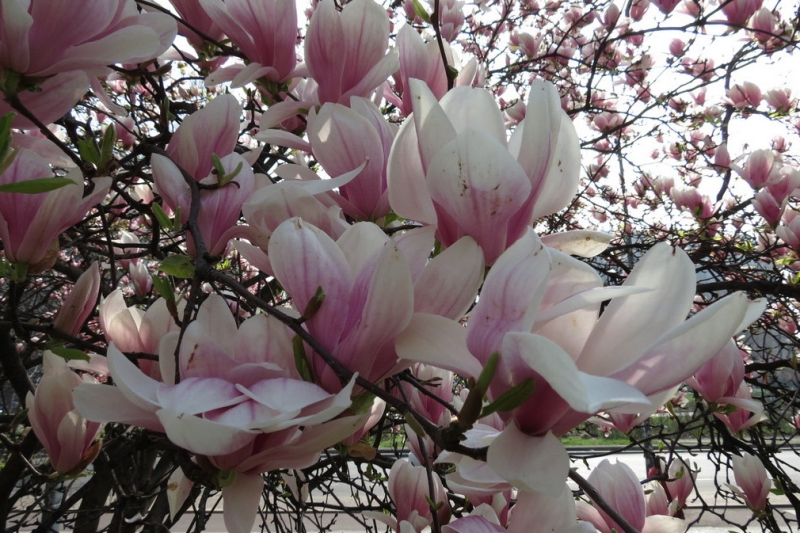 Случайная Италия. Просто погулять. Бергамо-Больцано-Брешиа, март 2017.