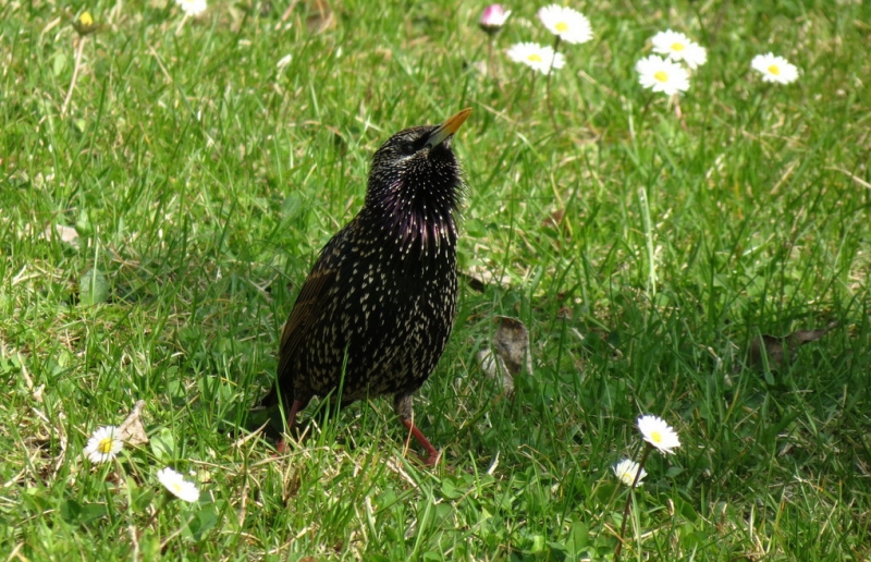 Случайная Италия. Просто погулять. Бергамо-Больцано-Брешиа, март 2017.