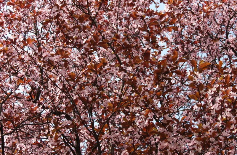 Случайная Италия. Просто погулять. Бергамо-Больцано-Брешиа, март 2017.