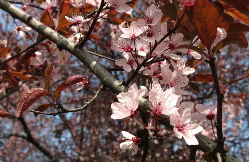 Случайная Италия. Просто погулять. Бергамо-Больцано-Брешиа, март 2017.