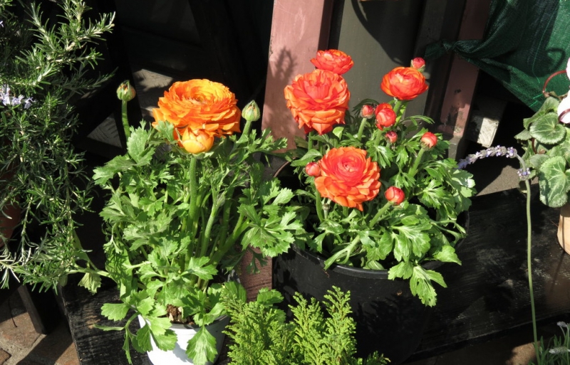 Случайная Италия. Просто погулять. Бергамо-Больцано-Брешиа, март 2017.