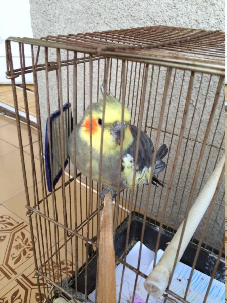 Армения из Омска, апрель 2017