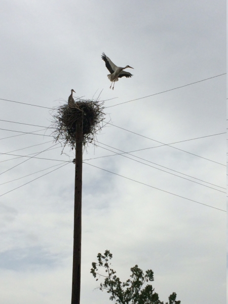 Армения из Омска, апрель 2017