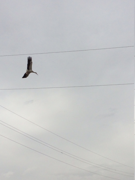 Армения из Омска, апрель 2017