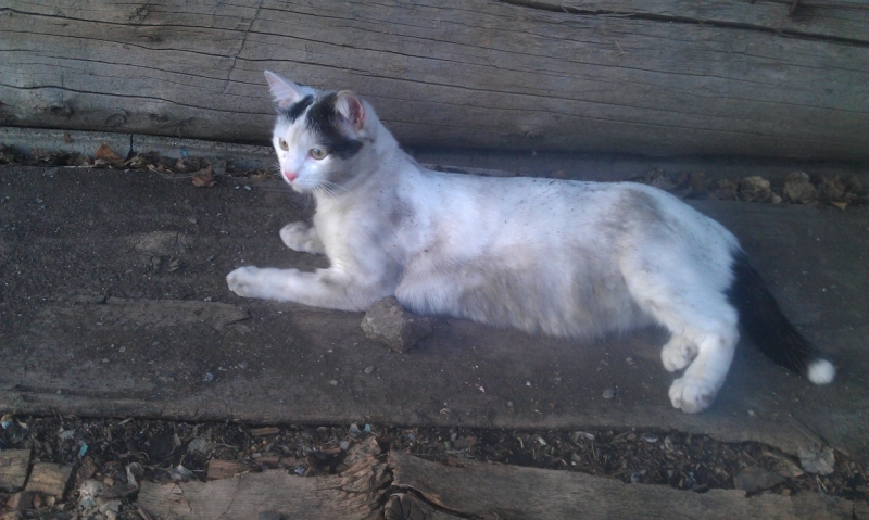 Поговорим о кошках43