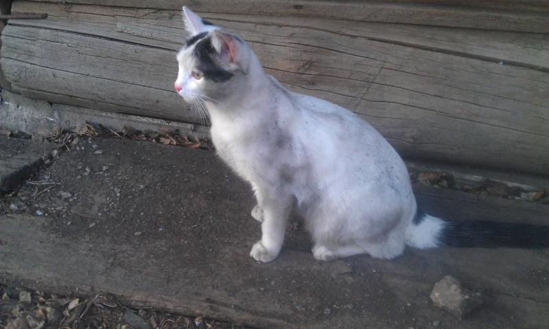 Поговорим о кошках43