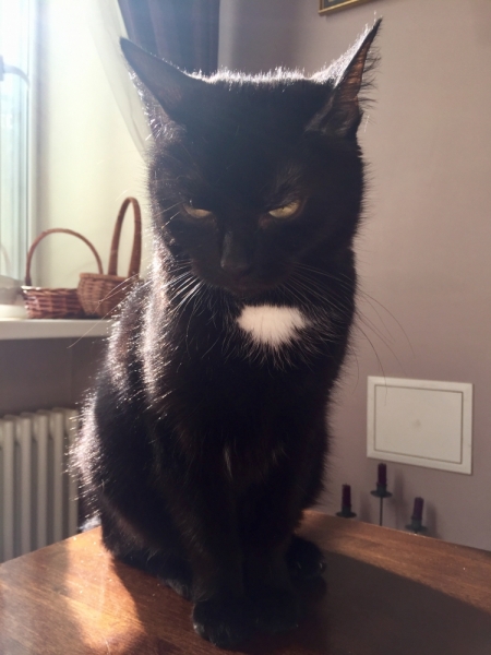 Поговорим о кошках43