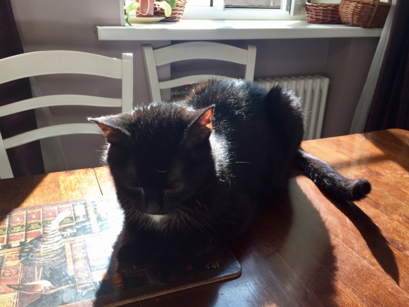 Поговорим о кошках43