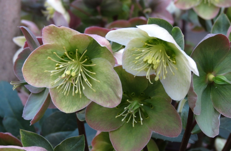 Поговорим о кошках43