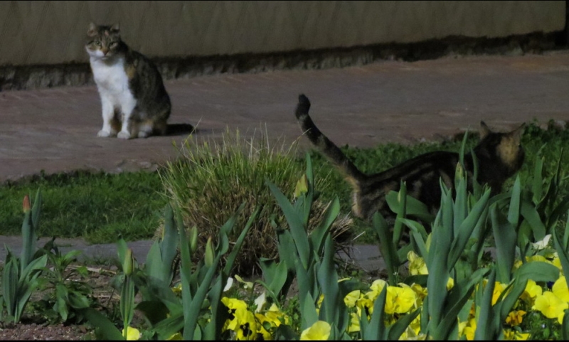 Случайная Италия. Просто погулять. Бергамо-Больцано-Брешиа, март 2017.