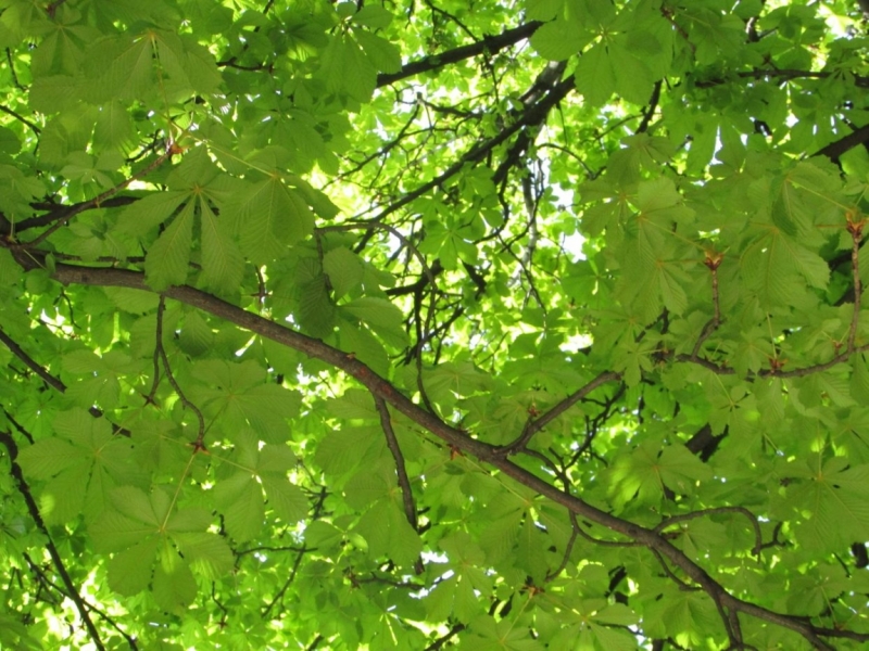 Париж, Париж, Париж или сбывшиеся мечты мамы и дочи