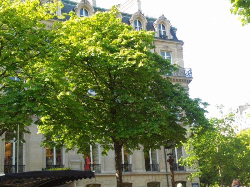 Париж, Париж, Париж или сбывшиеся мечты мамы и дочи