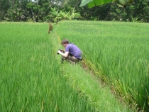 Ява, Бали, Ломбок, Гили Мено, Траванган. 9 человек, 3 недели